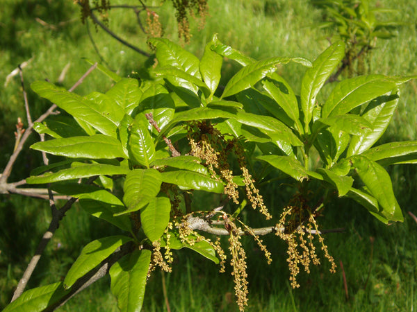 Quercus imbricaria