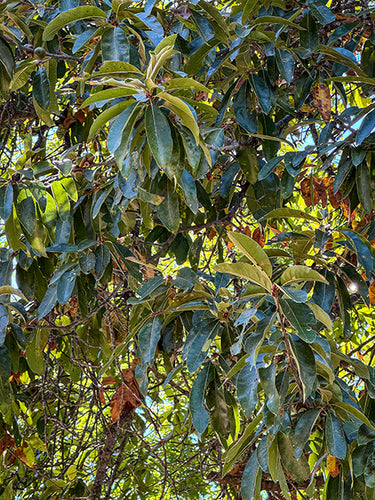 Quercus imbricaria