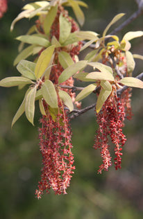 Quercus incana bluejack oak with silvery blue-gray narrow leaves