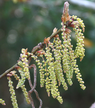 Quercus incana