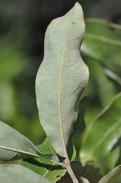 Quercus incana | Bluejack Oak – Woodlanders