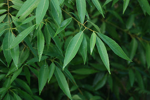 Quercus myrsinifolia bamboo-leaf oak with willow-fine glossy evergreen leaves