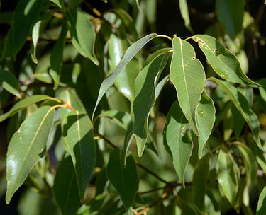 Quercus myrsinifolia