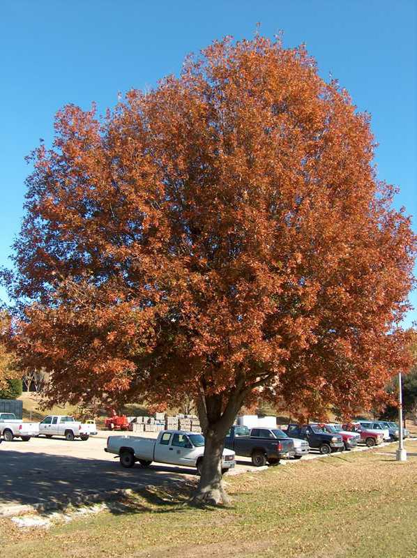Quercus texana (nuttallii)