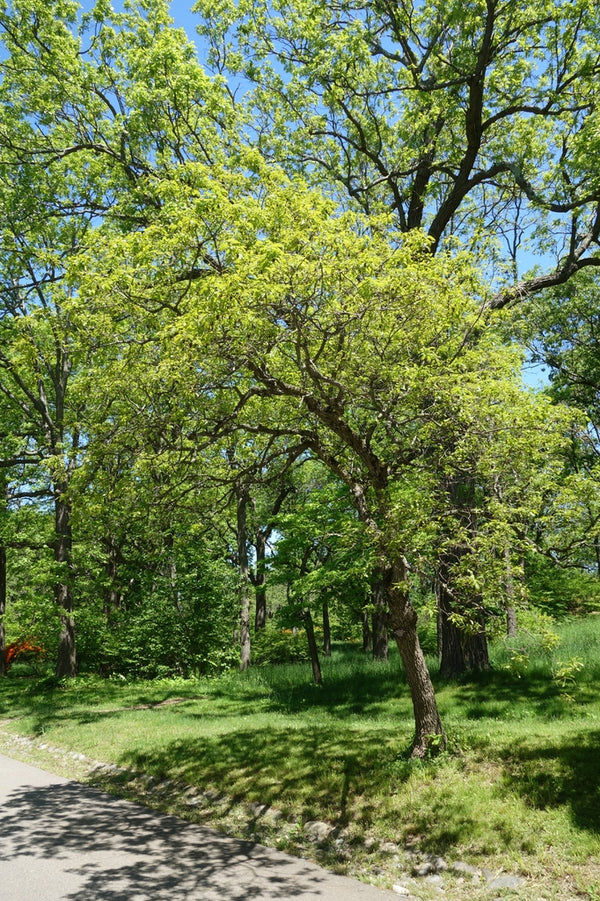 Quercus prinoides