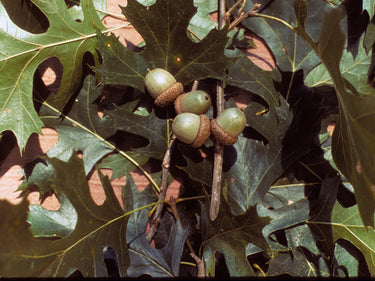 Quercus shumardii