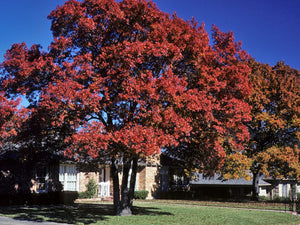Quercus shumardii Shumard oak with deeply lobed leaves turning scarlet in late fall