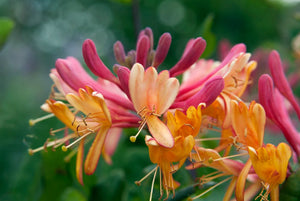 Lonicera x heckrottii 'Goldflame' honeysuckle, clusters of rose-pink and golden-orange trumpet flowers
