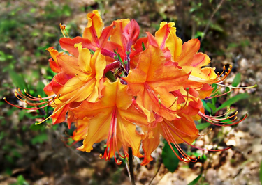 Rhododendron austrinum ‘Don’s Variegated’
