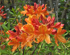 Rhododendron austrinum 'Don's Variegated' Florida azalea, golden-orange spring trumpets over gold-edged variegated foliage.