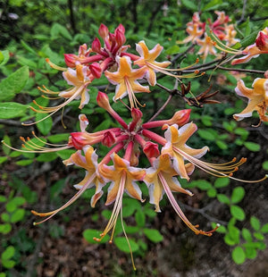 Rhododendron austrinum 'Millie Mac' azalea, yellow flowers crisply edged in white opening from orange-red buds in spring.