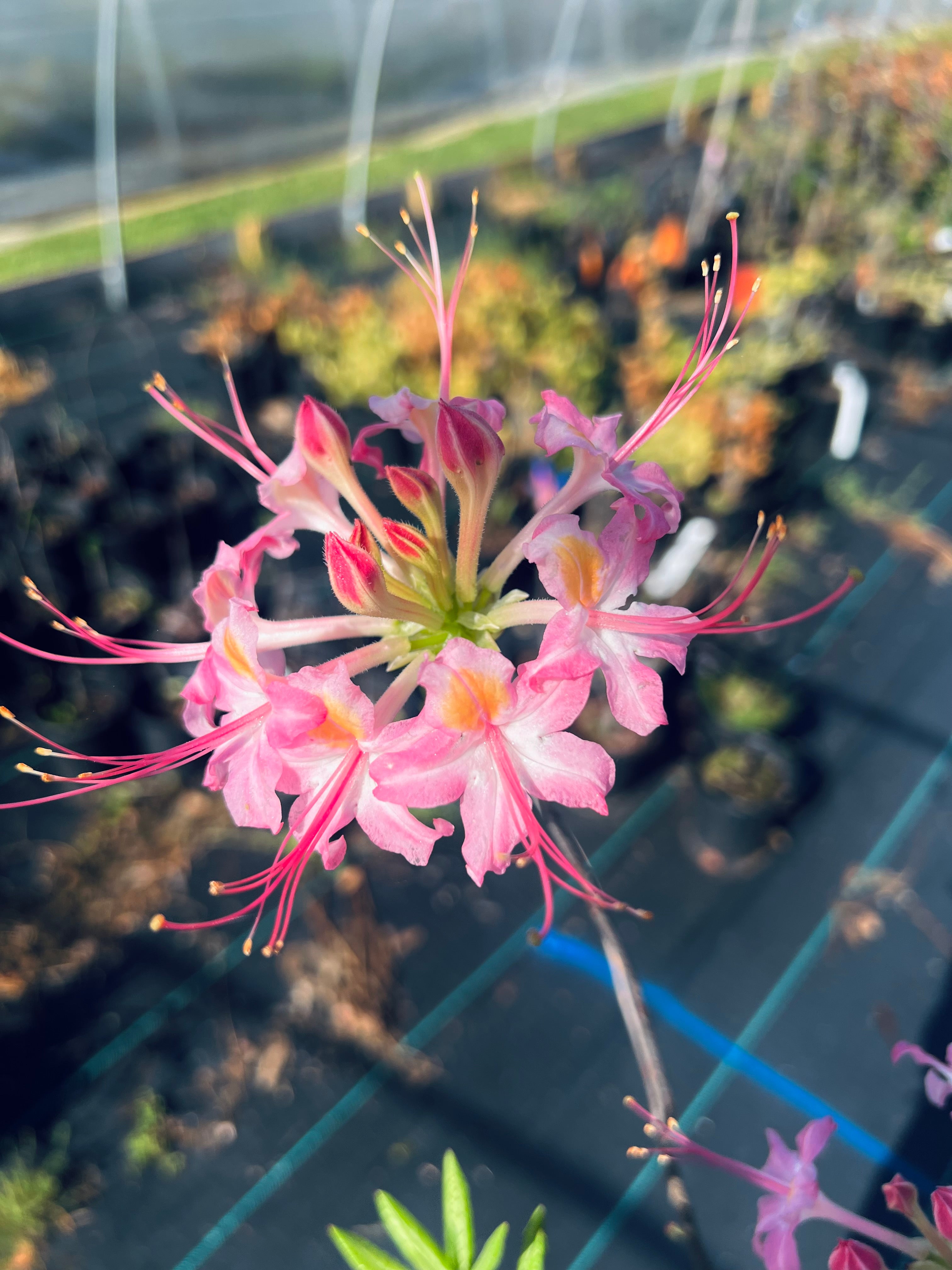 Rhododendron x alabamense 'Addison' – Woodlanders