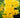 Rhododendron austrinum (Pure Yellow)