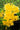 Rhododendron austrinum (Pure Yellow)