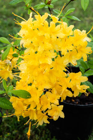 Rhododendron austrinum pure yellow Florida azalea, clear canary-yellow trumpet flowers in early spring.