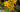 Rhododendron austrinum rare yellow native azalea flower