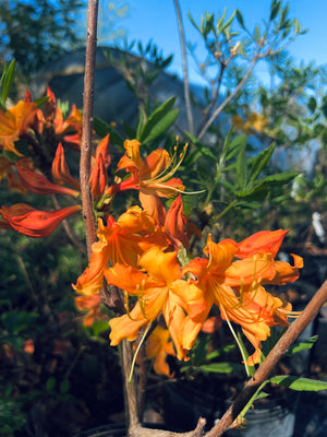Rhododendron 'Stonewall Jackson' azalea, large yellow flower trusses with reddish tubes in spring.