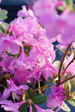 Rhododendron 'Chapmanii Wonder' evergreen rhododendron, bright lavender-purple flowers in early spring.