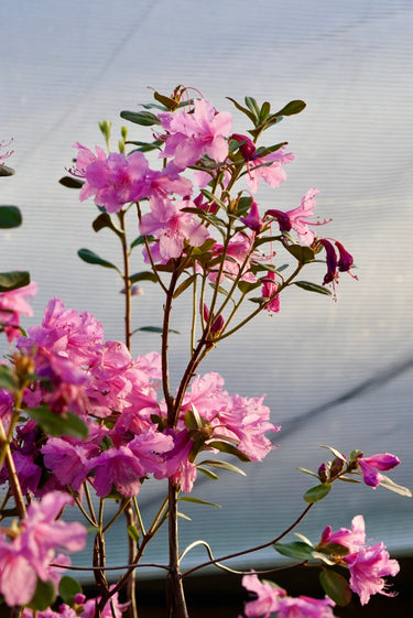 Rhododendron chapmanii x dauricum 'Chapmanii Wonder'