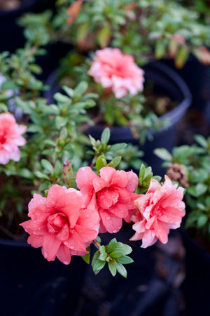 Rhododendron indicum 'Balsaminaeflorum' Satsuki azalea, fully double salmon-rose flowers like tiny roses.