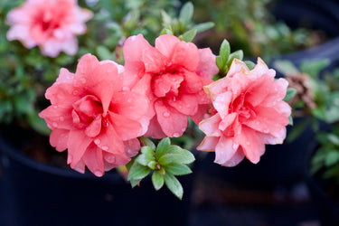 Rhododendron indicum ‘Balsaminaeflorum’