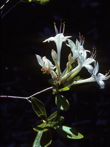 Rhododendron viscosum var. glaucum