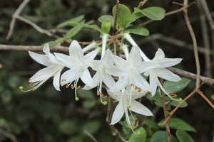 Rhododendron viscosum var. glaucum glaucous swamp azalea, sticky white fragrant summer flowers.