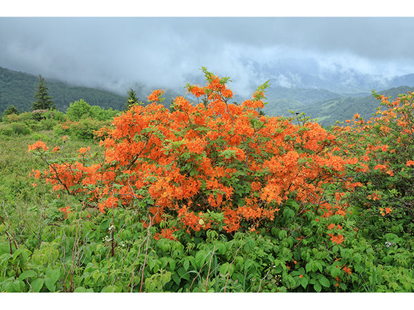 Rhododendron calendulaceum