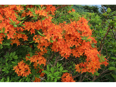 Rhododendron calendulaceum