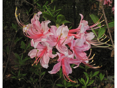 Rhododendron canescens
