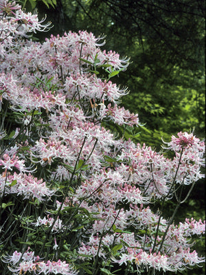 Rhododendron canescens Piedmont azalea, fragrant pale pink trumpet flowers with long stamens in early spring.