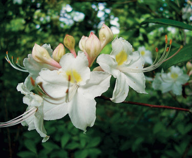 Rhododendron colemanii
