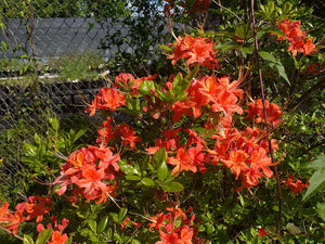Rhododendron flammeum (speciosum)
