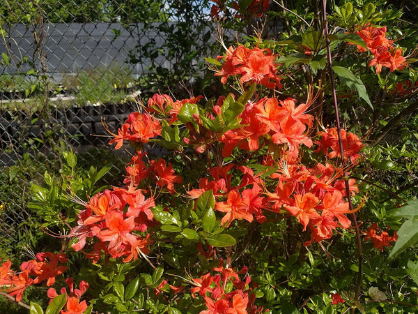Rhododendron flammeum (speciosum)