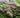 Rhododendron linearifolium