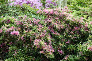 Rhododendron stenopetalum 'Linearifolium' spider azalea, spidery lavender-pink flowers with strap-like petals.