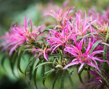 Rhododendron stenopetalum 'Linearifolium'
