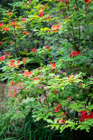 Rhododendron prunifolium