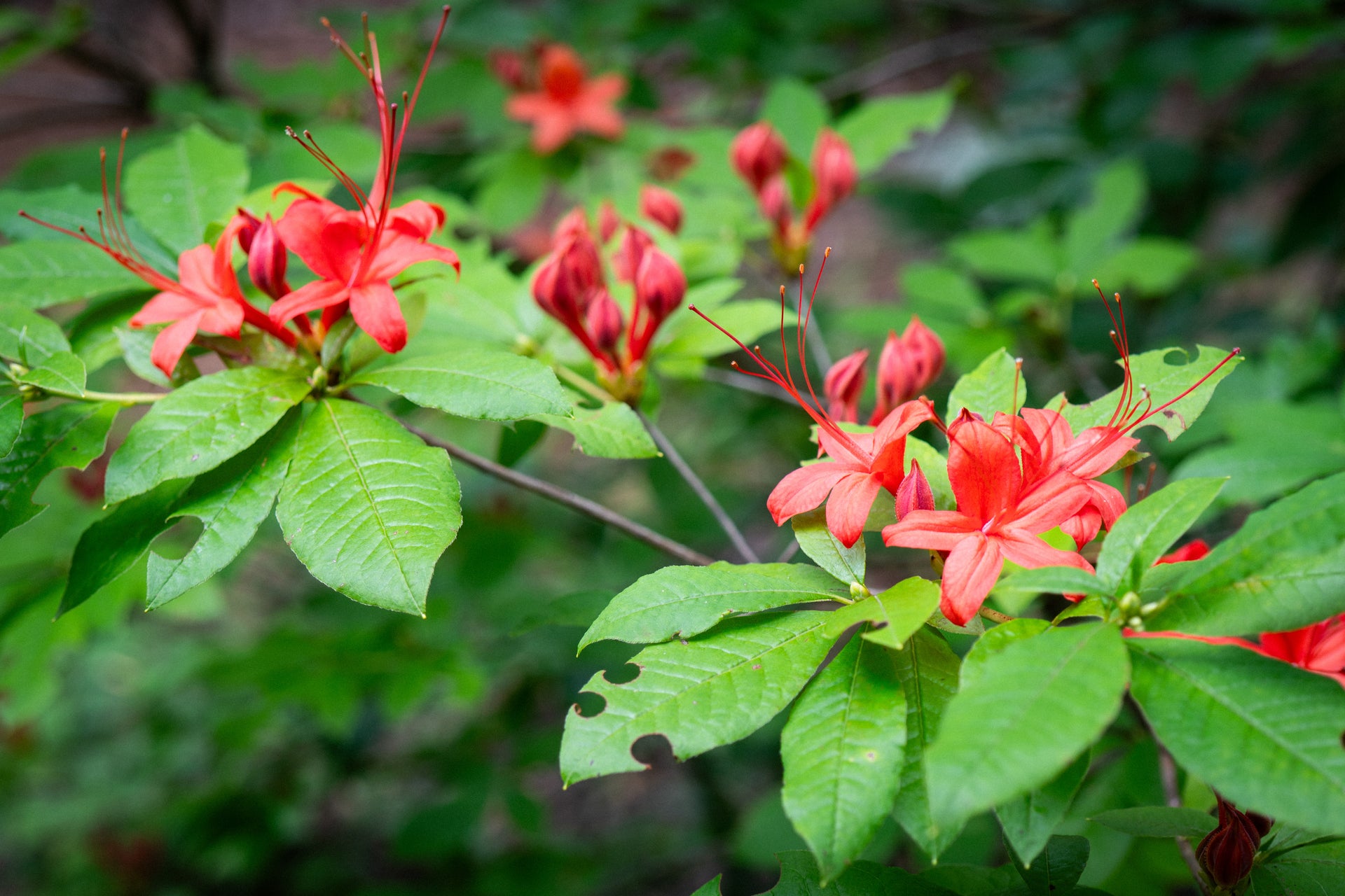 rhododendron prunifolium Rhododendron prunifolium – Woodlanders