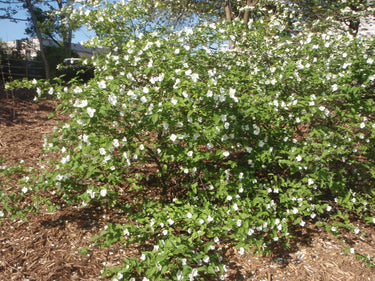 Rhodotypos scandens