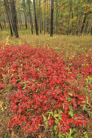 Rhus aromatica fragrant sumac, blue-green trifoliate foliage and crimson berry clusters.