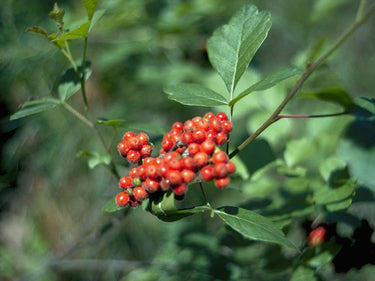 Rhus aromatica