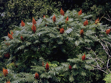 Rhus glabra