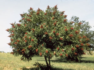 Rhus glabra