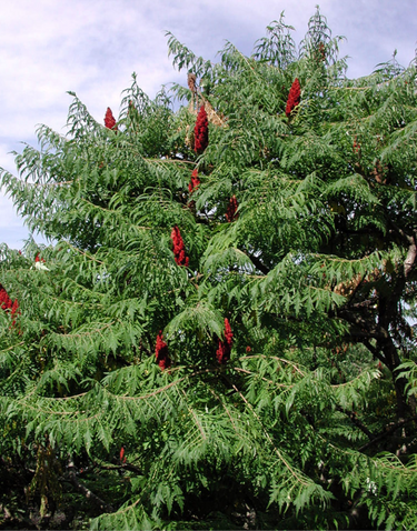 Rhus typhina