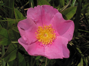 Rosa palustris swamp rose, fragrant single pink summer flower with gold stamens.
