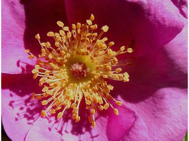 Rosa palustris