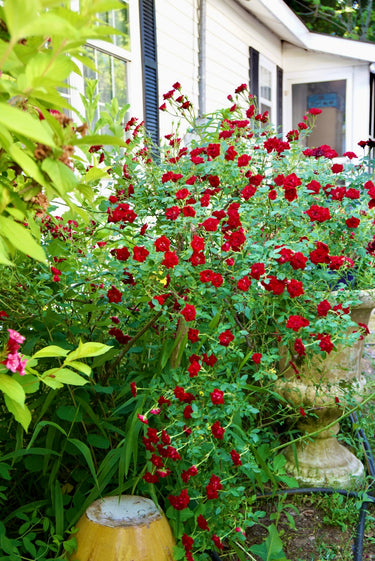 Rosa sp. 'Magic Dragon'