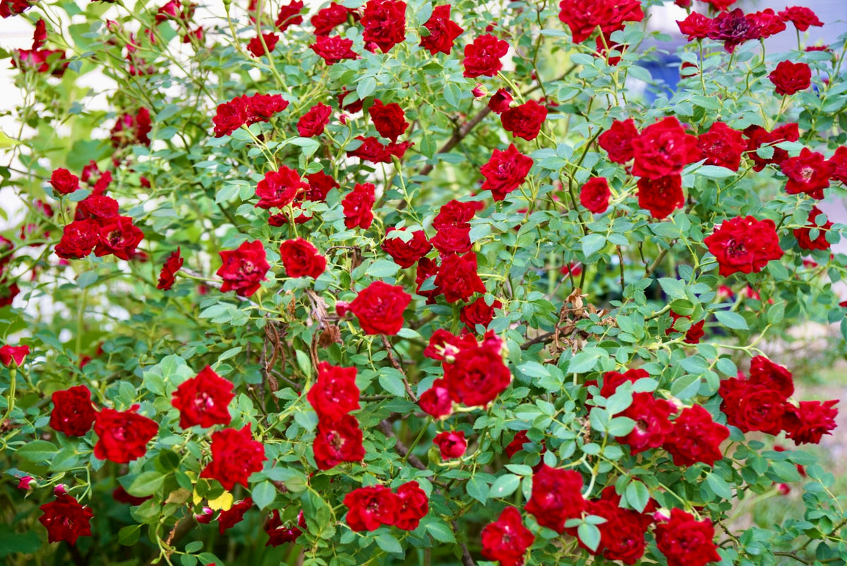 Healthy plants, ready to thrive
