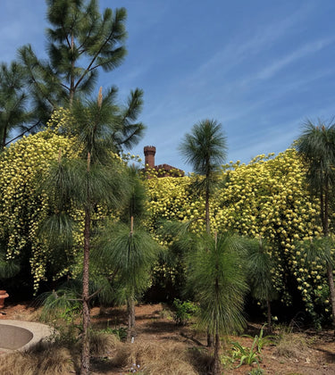 Rosa banksiae 'Lutea'